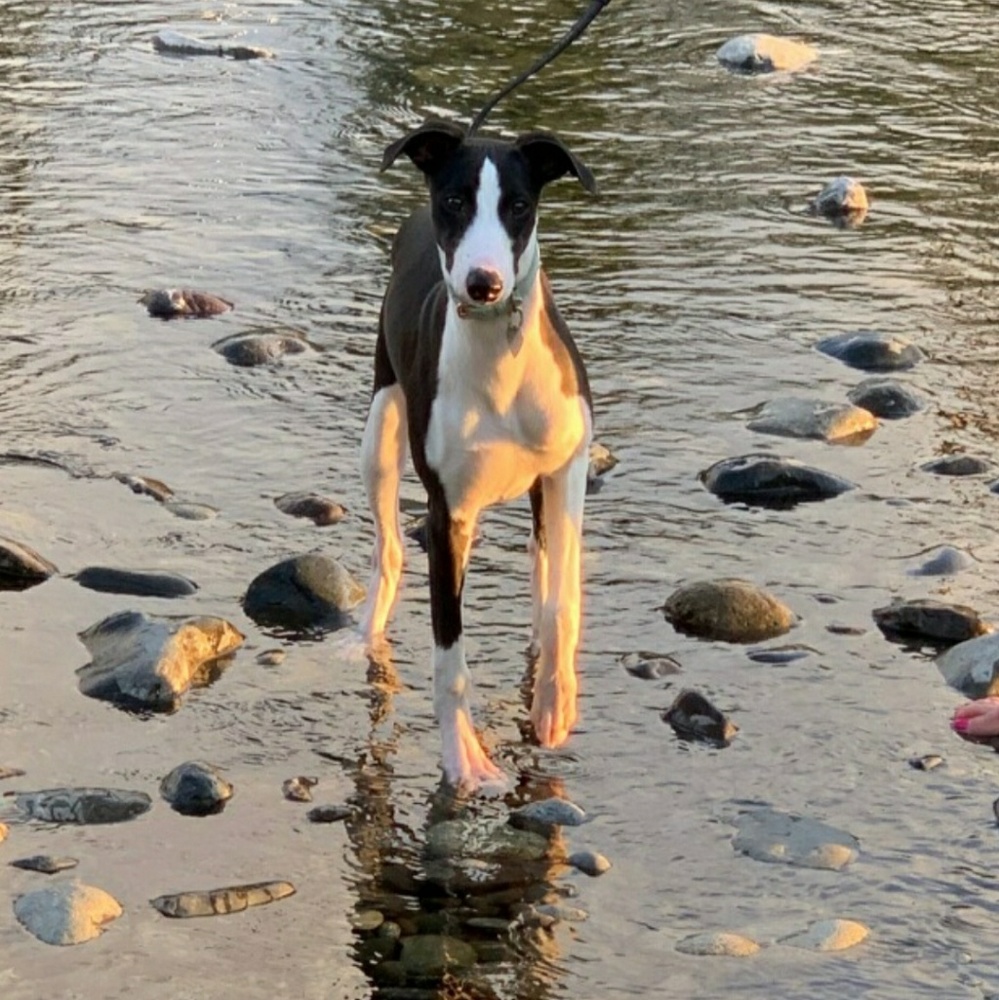 Meet your Posher, Carole